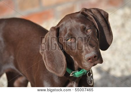 Posing Pointer