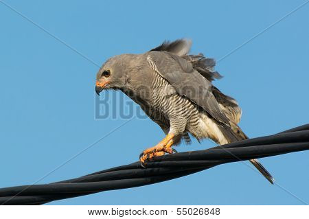 Lizard Buzzard On A Wire