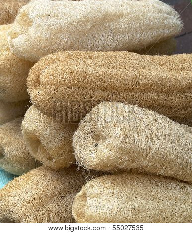 Dried loofah for scrubbing