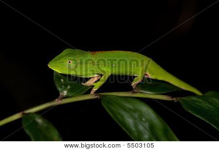 Chamelion