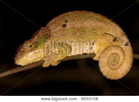Chamelion
