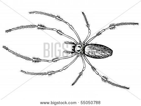 Vector drawing of a big spider
