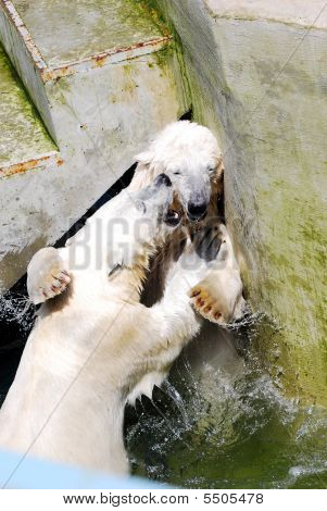 Dois grandes curiosos Polar Bears