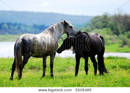 Casal belos cavalos selvagens no amor no Prado