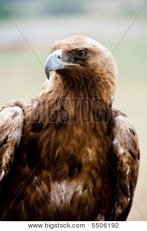 Golden Eagle Bird Of Prey
