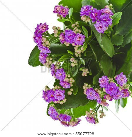 Kalanchoe Flower tropical succulent plant ornamental houseplant - isolated over white background 