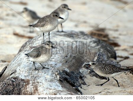 Black Bellied Plovers
