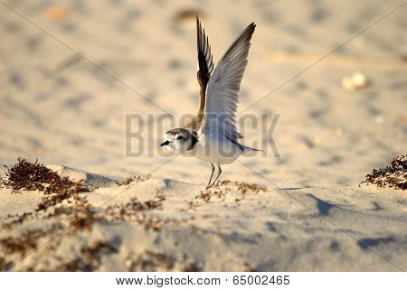 Snowy Plover Wing Stretch