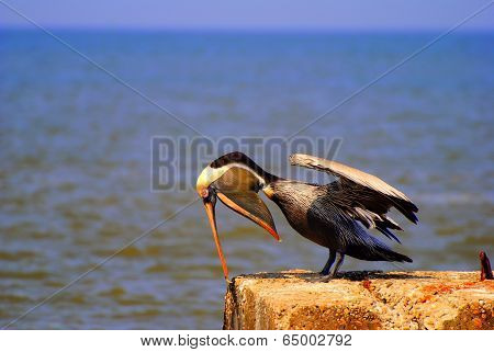 Brown Pelican Yawn