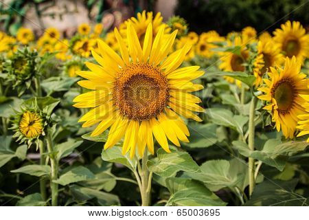 Field Of Sunflowers