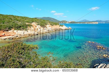 Mediterranean Scrub