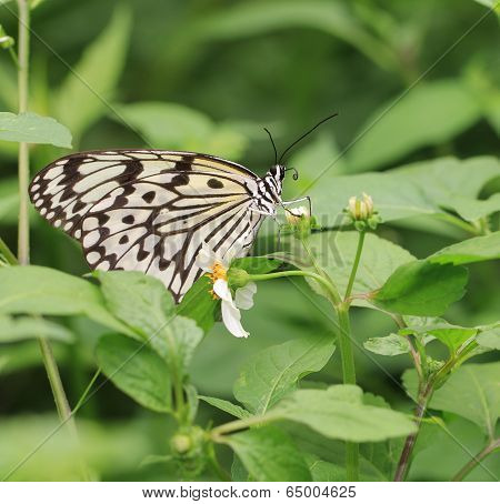 butterfly,Tree Nymphs,Idea ieuconoe
