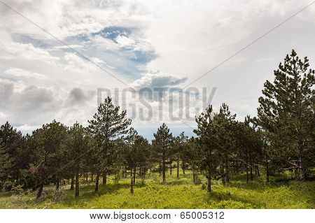 Landscape Of A Mountain Forest