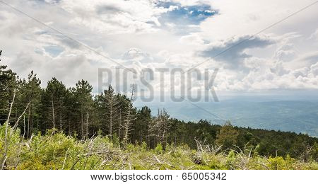 Landscape Of A Mountain Forest With Trees Broken By Wind In Front