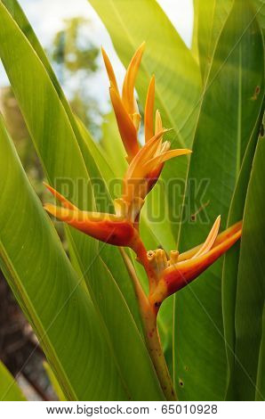 Heliconia Flower