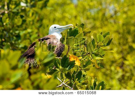 Juvenile Frigate Bird