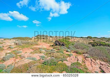 Bushes On The Hill