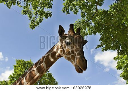 the head of a giraffe on background with blue sky and clouds