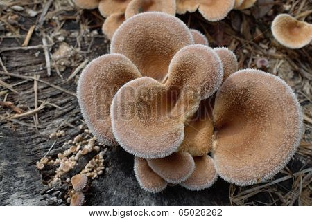 Fungi