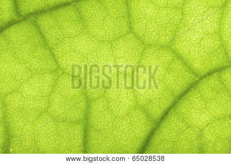 Closeup Of Clerodendrum Leaf On Back Light