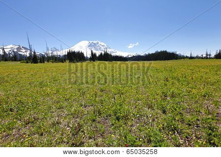 Hiking Trail. Mt Rainer, Washington