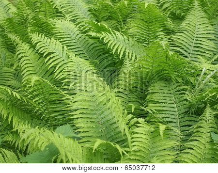 Ferns Leaves