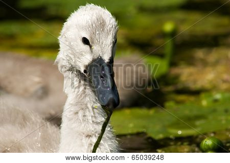 cygnet
