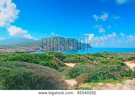 Green Bushes