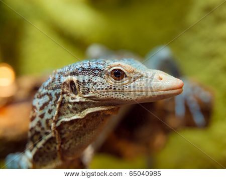 Blue Tree Monitor Lizard