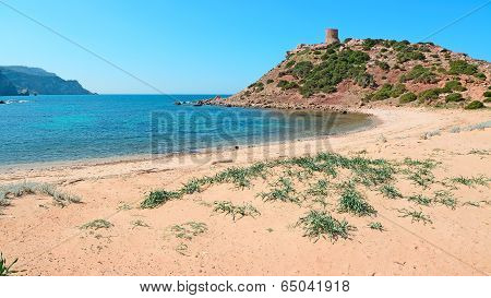 Green Plants And Pink Sand