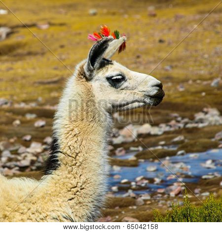 Llama Profile
