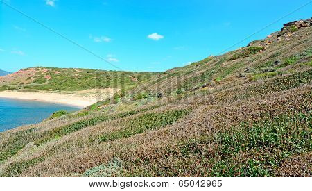 Green Hill By The Sea