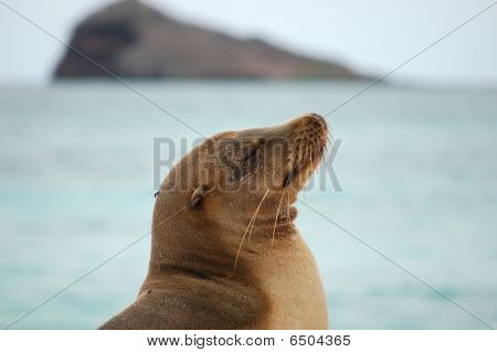 Hotel Sea Lion, Galapagos.