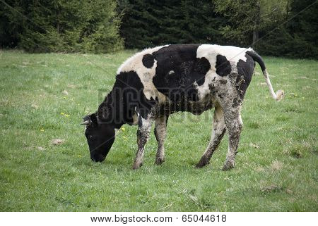 Dirty Cow Grazed On A Meadow