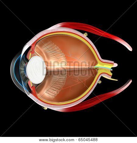 Eye