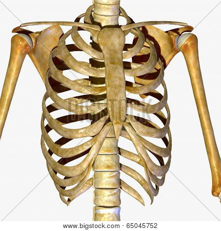 Ribs