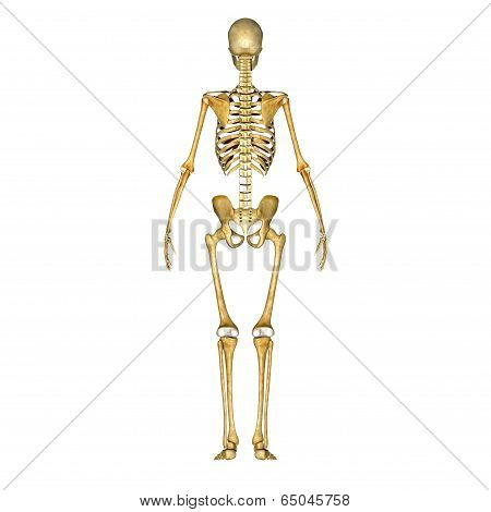 Skeleton