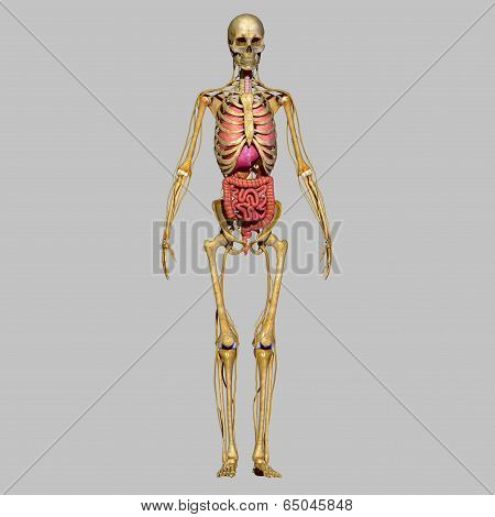 Skeleton with organs