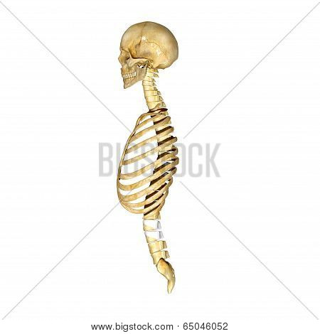 SKELETON