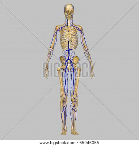 Skeleton with veins