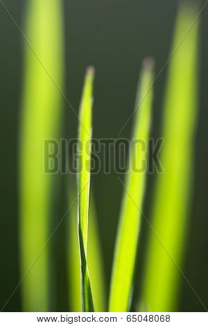 Grass