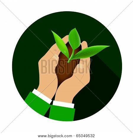 Hands holding young plant.