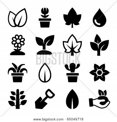 Leaf and Plants Icons Set