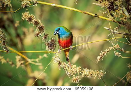 Pin-tailed Parrotfinch Bird