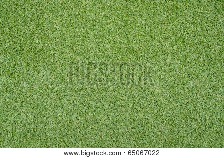 grass