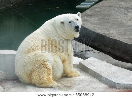 polar bear