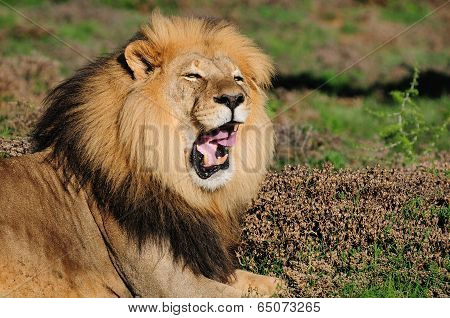 A Kalahari Lion, Panthera Leo, In The Addo Elephant National Park