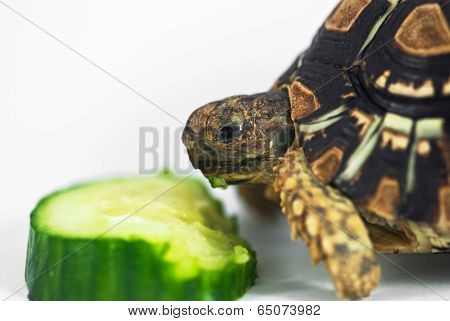 Leopard Tortoise