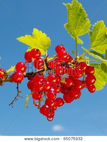 redcurrant