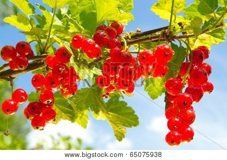redcurrant